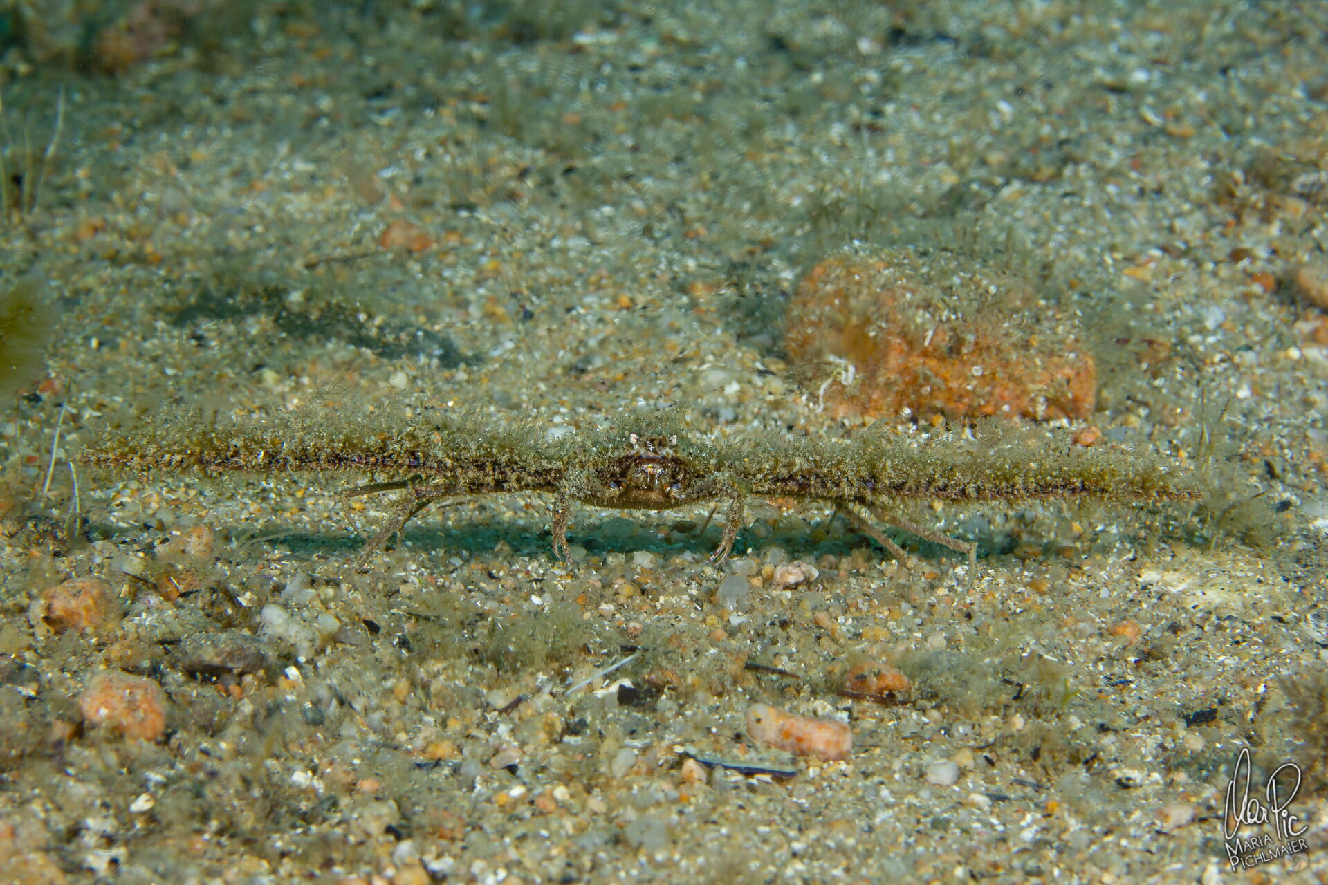 derilambrus-angulifrons-mar-pic